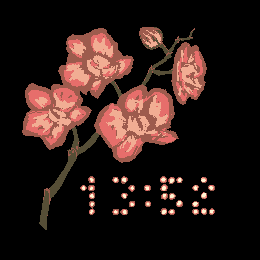 Phalaenopsis